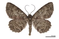 藏品(橄欖花尺蛾)的圖片